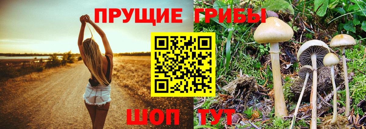 Псилоцибиновые грибы мицелий Старый Оскол